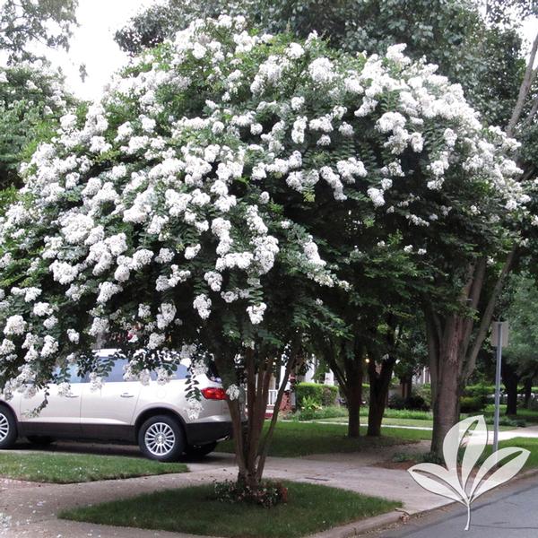 Acoma Crapemyrtle