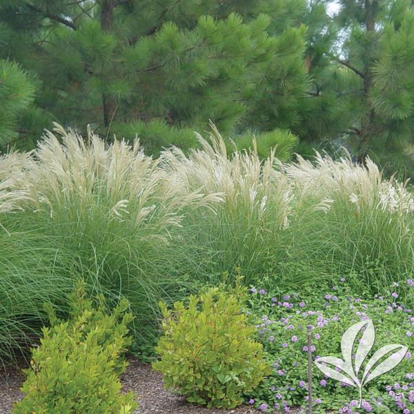 Adagio Maiden Grass