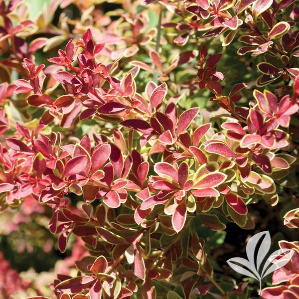 Admiration Barberry