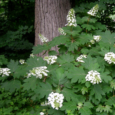 Alice Oakleaf Hydrangea