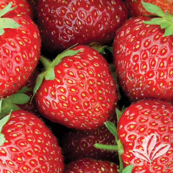 Allstar Strawberry