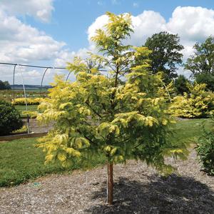 Amber Glow™ Dawn Redwood