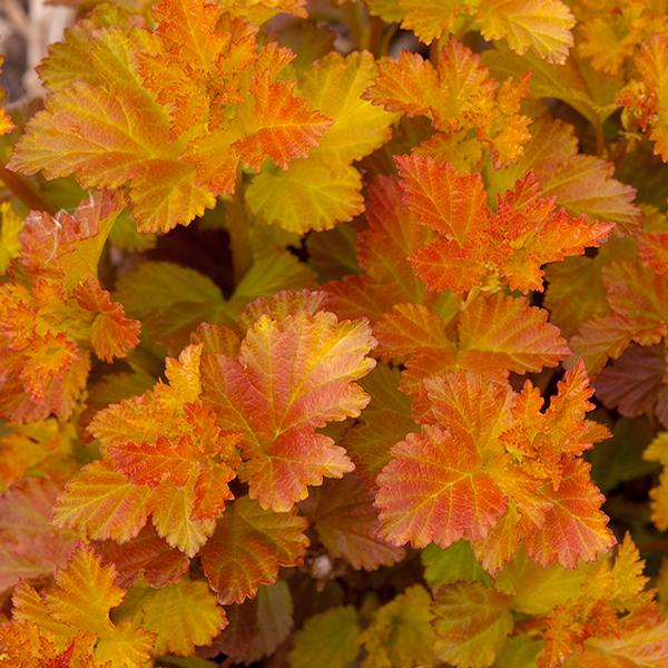 Amber Jubilee™ Ninebark
