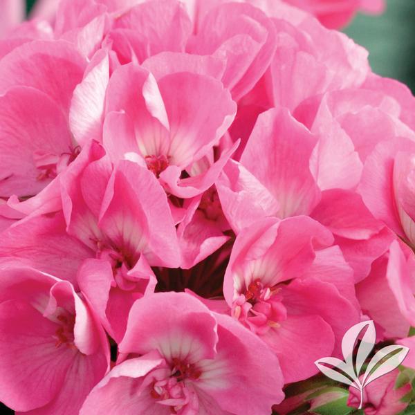 Americana® Pink Zonal Geranium