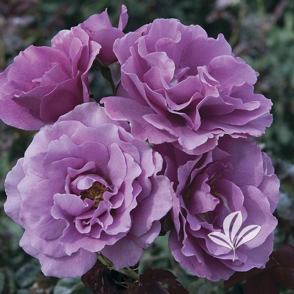 Angel Face Floribunda Rose