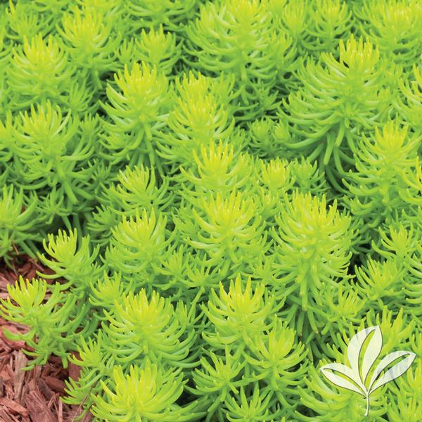 Angelina Sedum