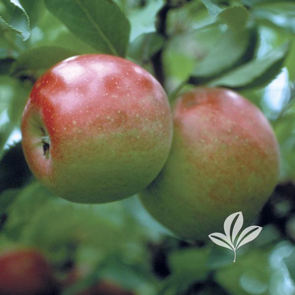 Anna Apple