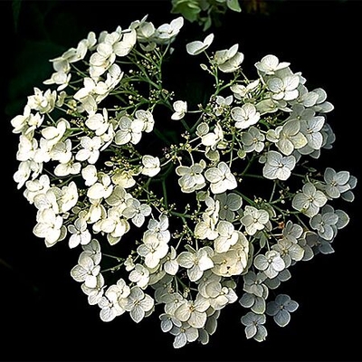 Annabelle Hydrangea