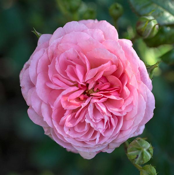 Apricot Drift® Rose