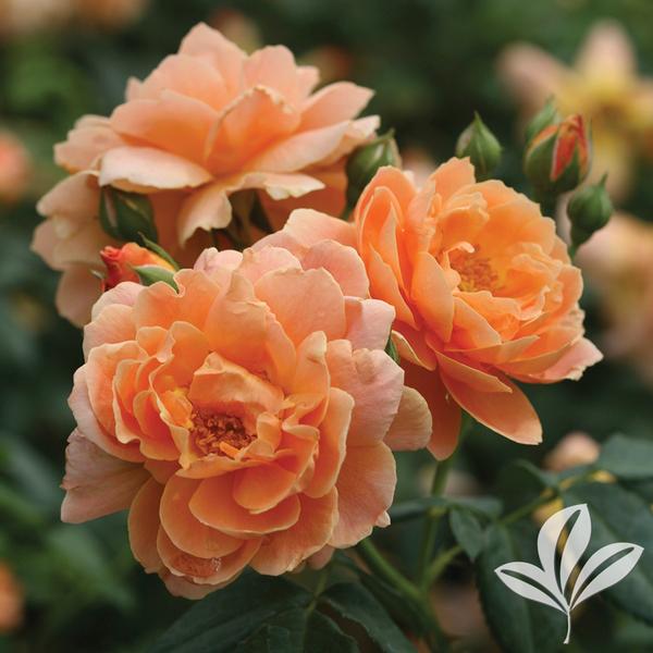 At Last™ Rose