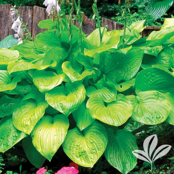 August Moon Hosta