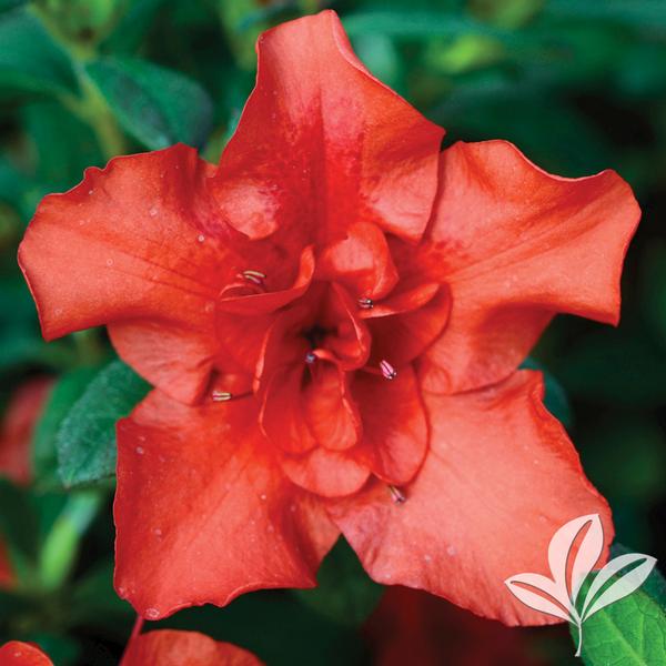 Autumn Embers® Encore® Azalea