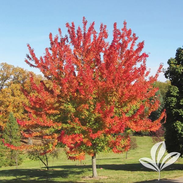 Autumn Fantasy® Maple