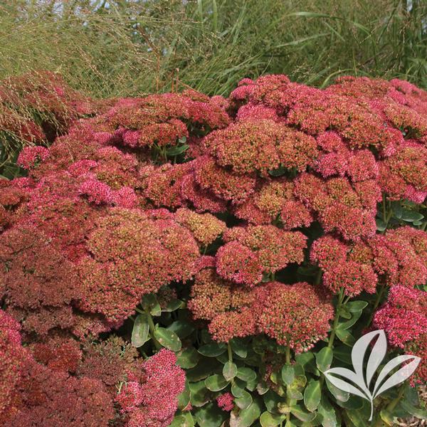 Autumn Fire Sedum