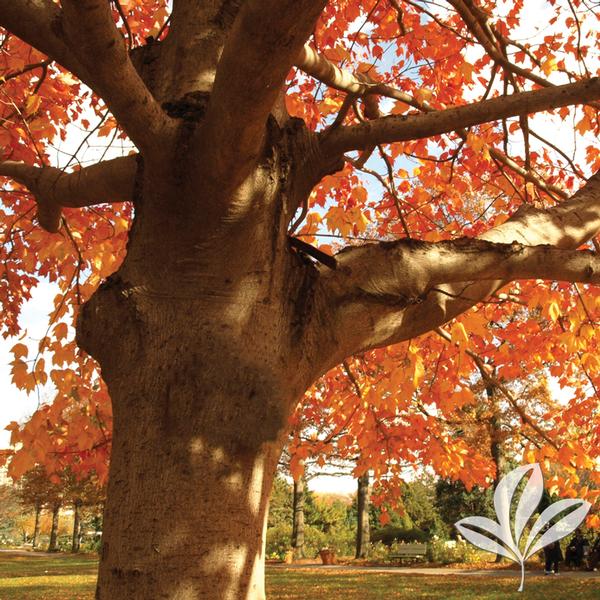 Autumn Flame Maple