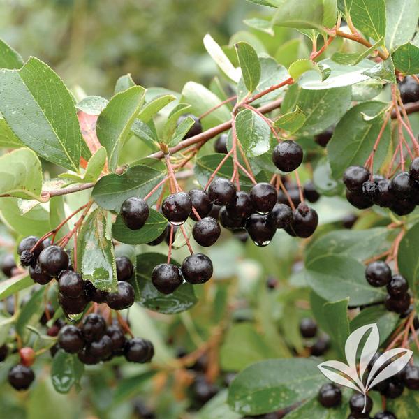 Autumn Magic Black Chokeberry