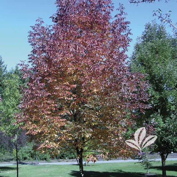 Autumn Purple® Ash