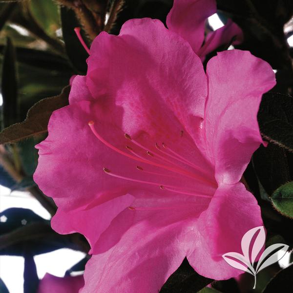 Autumn Royalty® Encore® Azalea