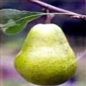 Ayers Pear
