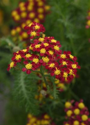 Milly Rock™ Red Yarrow