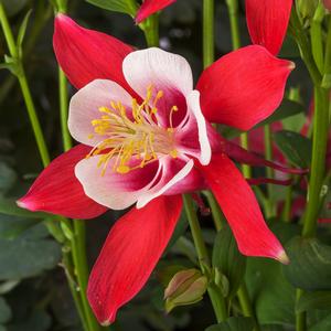 Kirigami™ Red & White Columbine