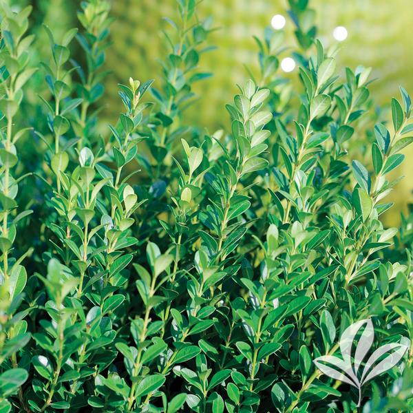 Baby Gem Boxwood