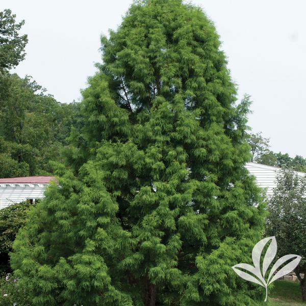 Bald Cypress