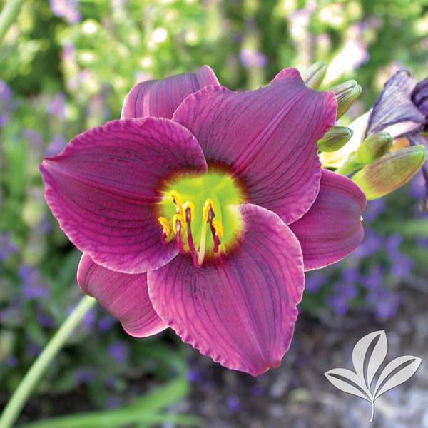 Barbary Corsair Daylily