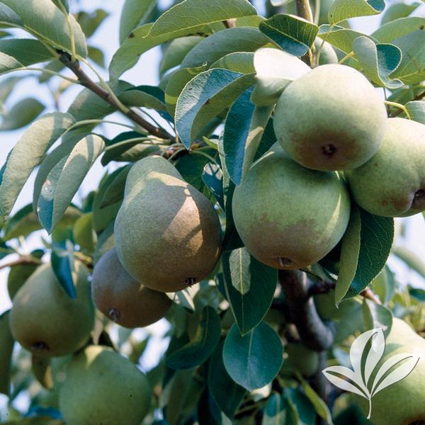 Bartlett Pear