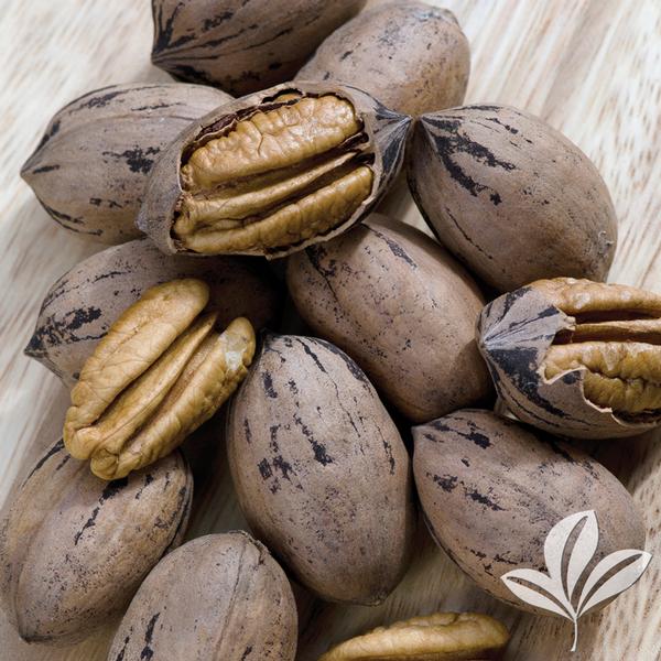 Barton Pecan