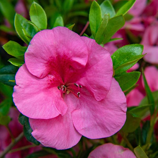 Bloom-A-Thon® Pink Cupcake™ Azalea