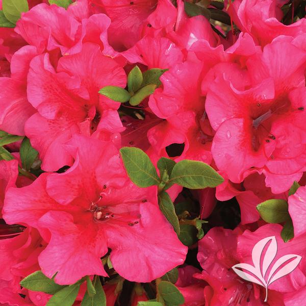 Bloom-A-Thon® Red Magnificence™ Azalea