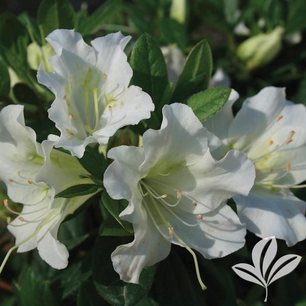 Bloom-A-Thon® White Azalea