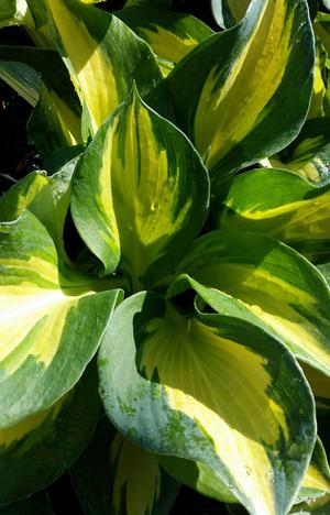 Beach Boy Hosta