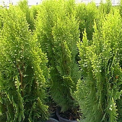Berckman's Golden Arborvitae