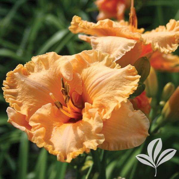Bermuda Peach™ Kokomo™ Daylily