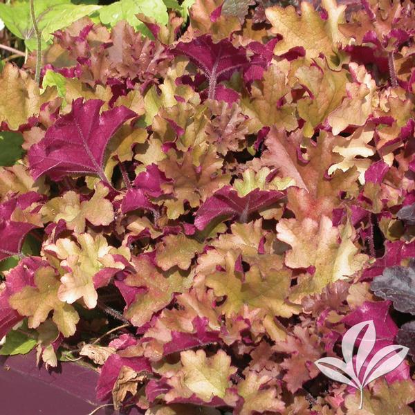 Berry Marmalade Coral Bells