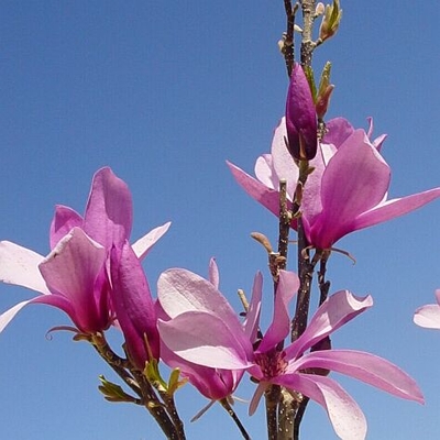 Betty Magnolia