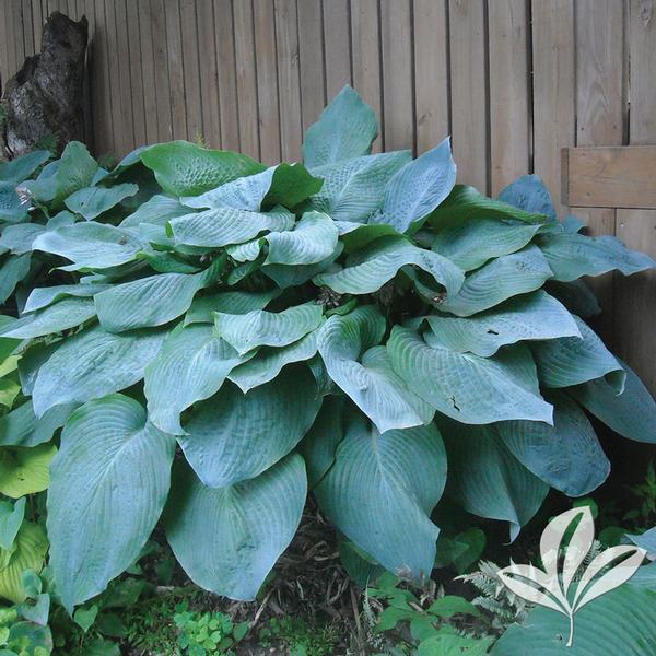 Big Daddy Hosta