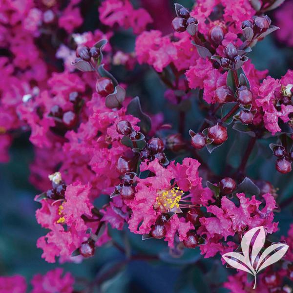 Black Diamond® Mystic Magenta™ Crapemyrtle