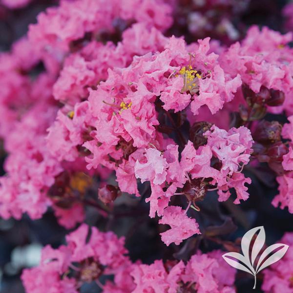 Black Diamond® Shell Pink™ Crapemyrtle