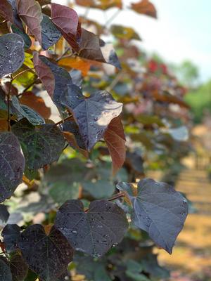 Black Pearl™ Redbud