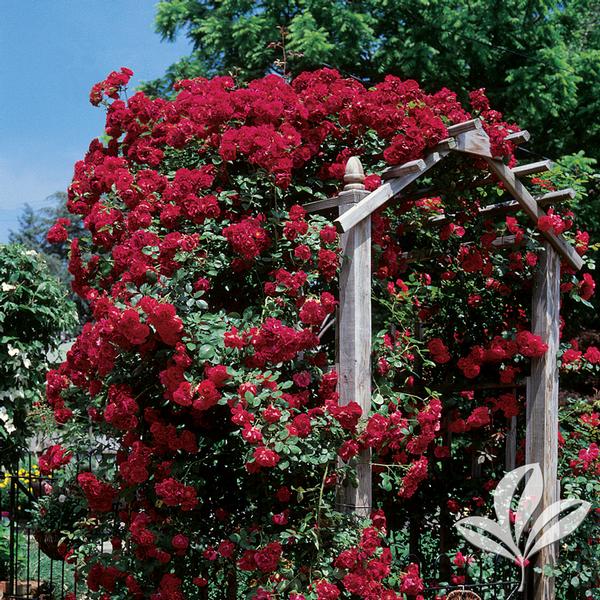 Blaze Improved Climbing Rose