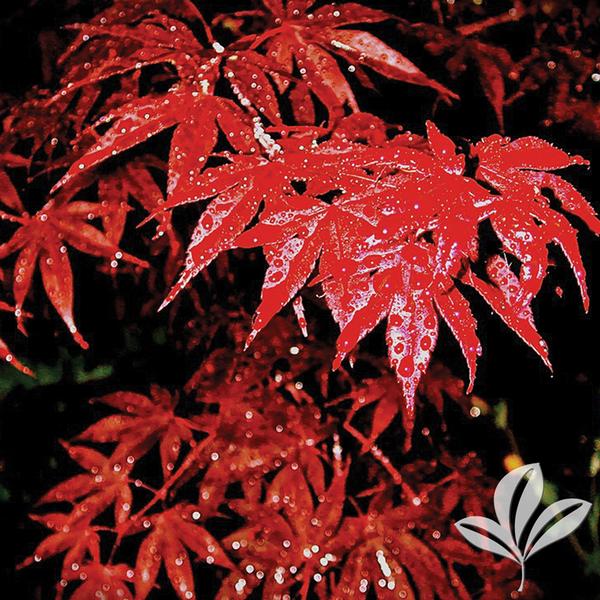 Bloodgood Japanese Maple