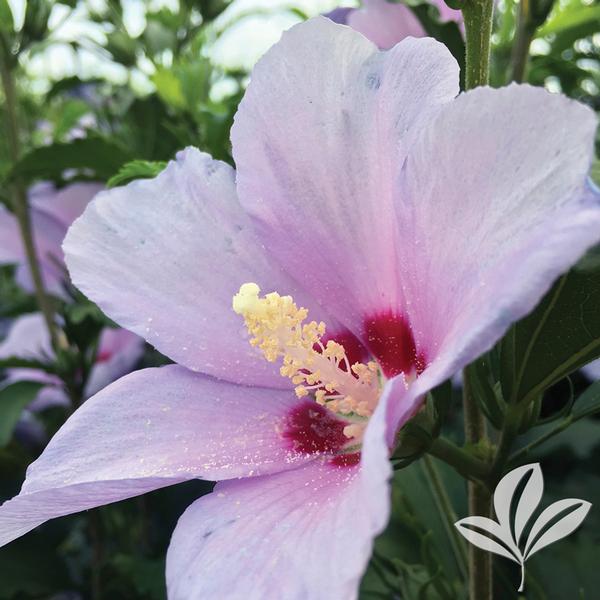 Blue Angel™ Althea