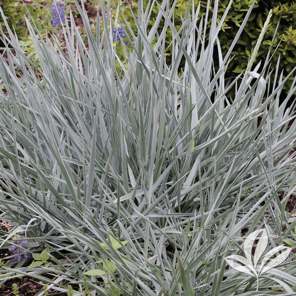 Blue Dune Lyme Grass