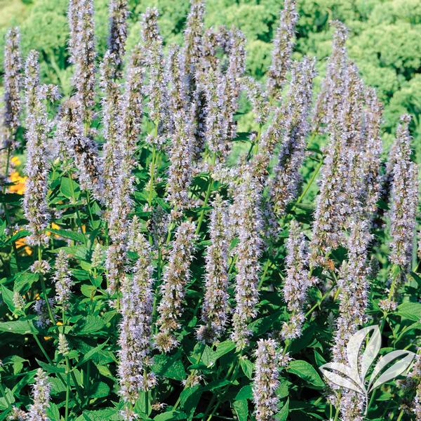 Blue Fortune Agastache