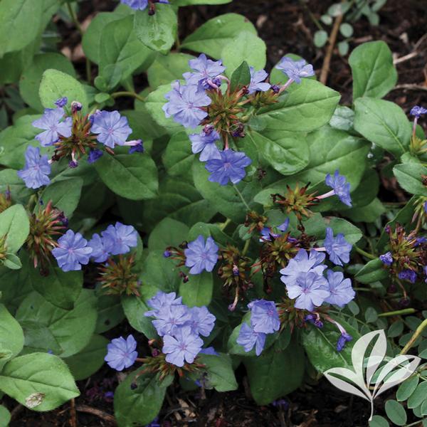 Blue Hardy Plumbago (Leadwort)