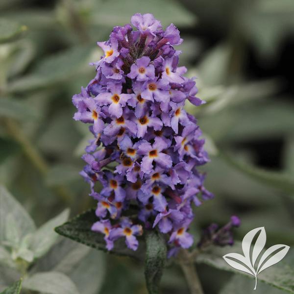 Blue Heaven Butterfly Bush
