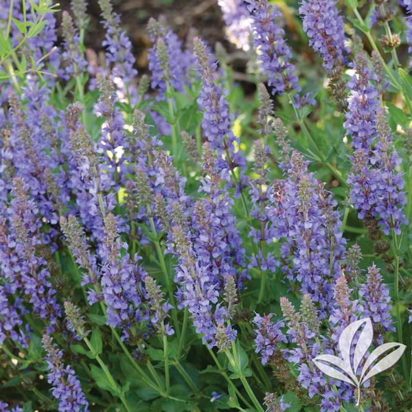 Blue Hill Salvia
